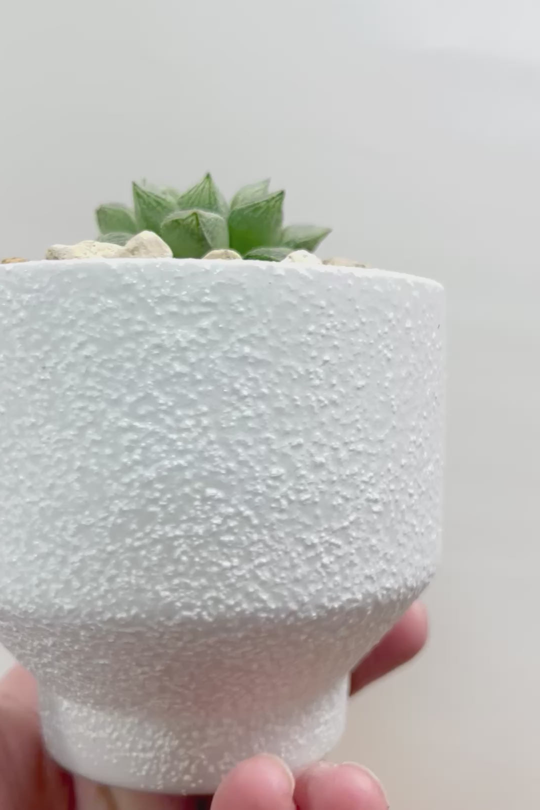 【ハオルチア 細雪】星形の規則正しい葉っぱ！ハオルチアの中でもAPEGOでは初入荷の品種です！