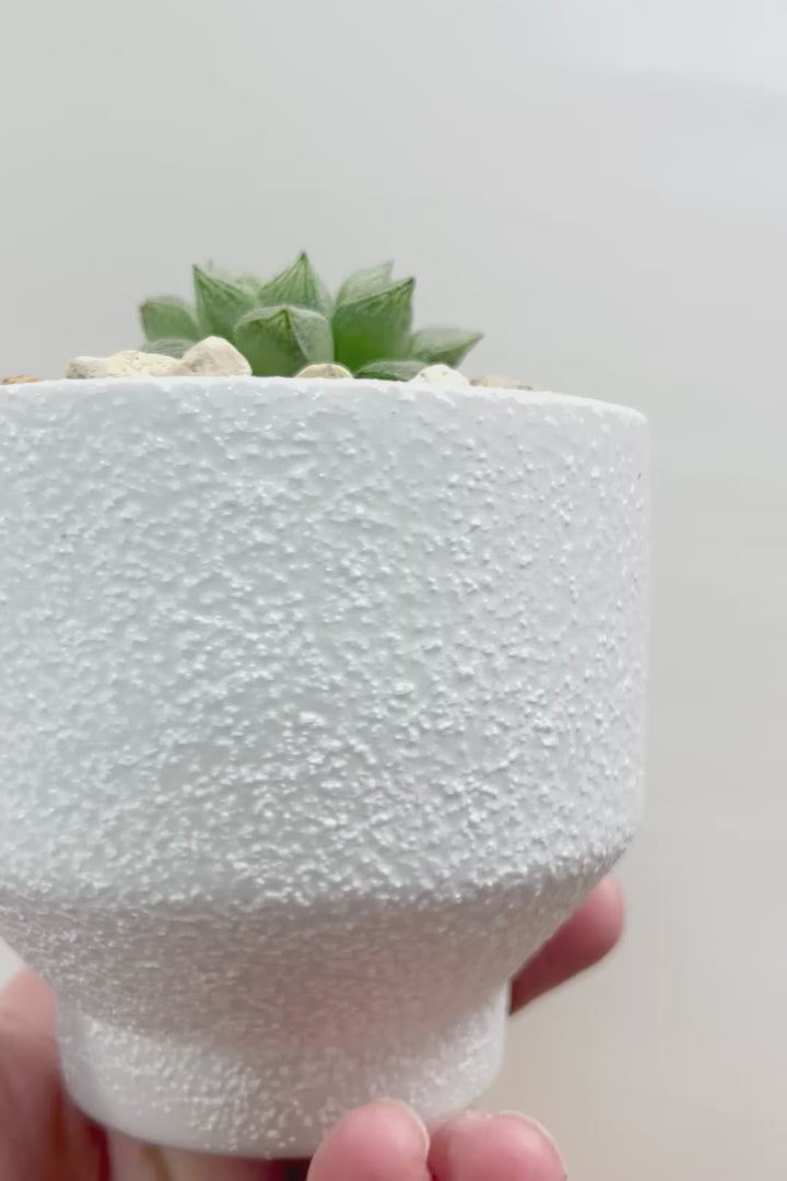 【ハオルチア 細雪】星形の規則正しい葉っぱ！ハオルチアの中でもAPEGOでは初入荷の品種です！