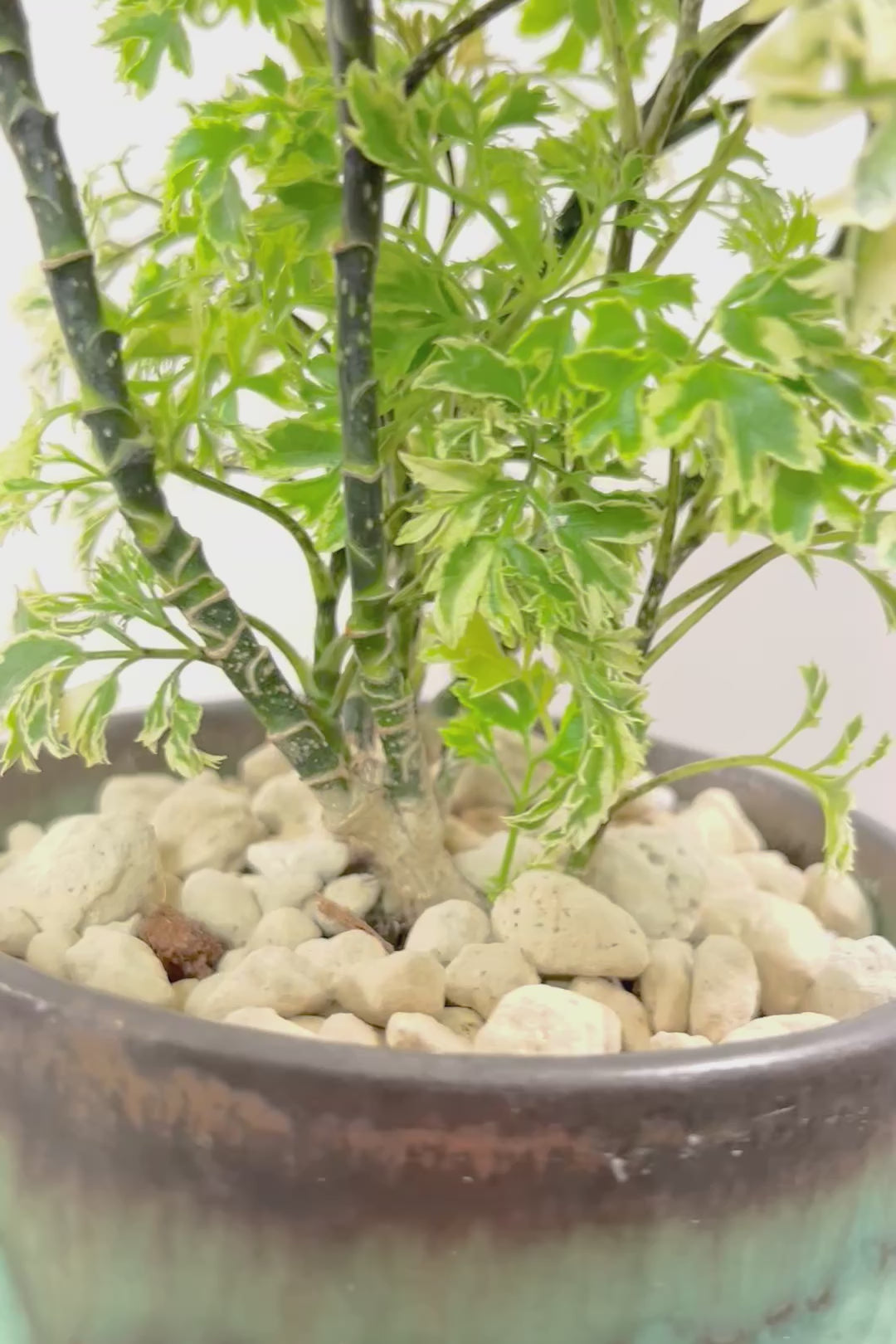 【ポリシャス スノープリンセス】POTとのバランスが良い！葉の模様がとても美しくて人気の観葉植物です！