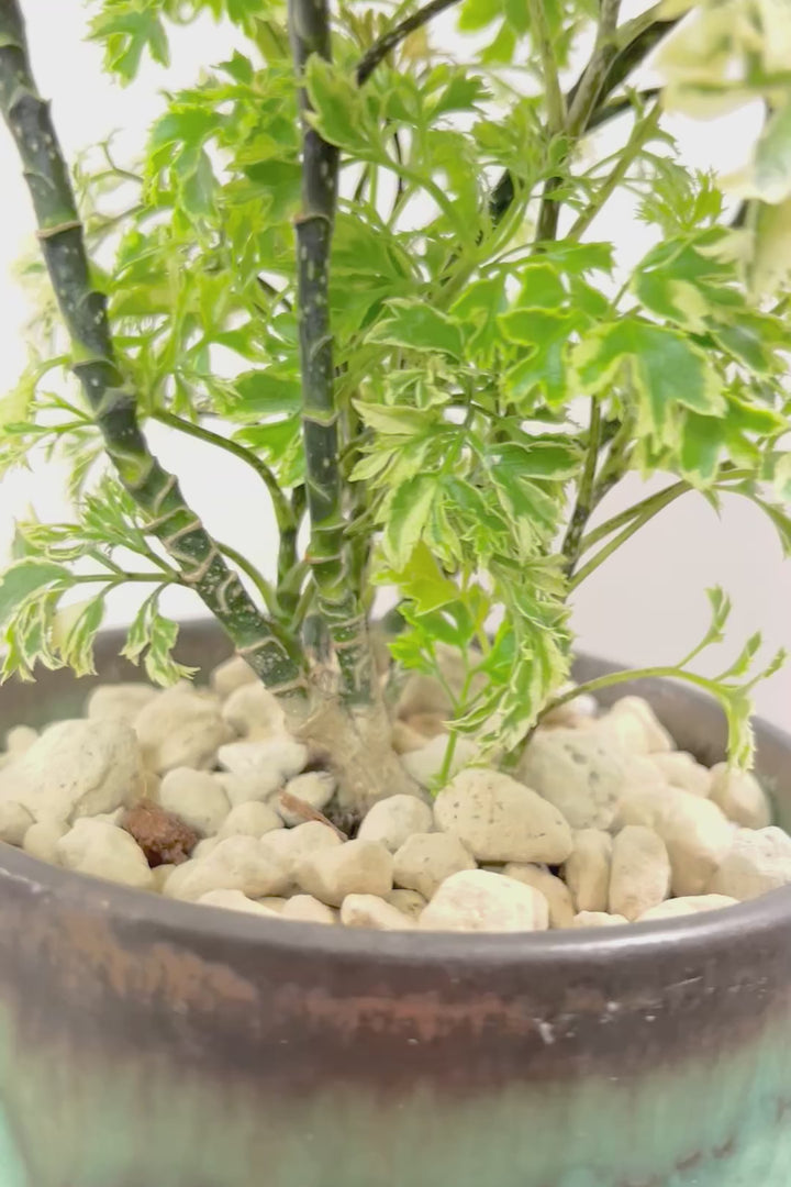 【ポリシャス スノープリンセス】POTとのバランスが良い！葉の模様がとても美しくて人気の観葉植物です！