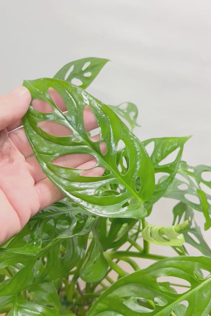 【マドカズラ】このサイズはこれがラスト！ボリュームがありますので見応えがありますよ！