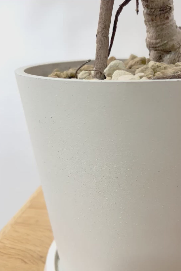 【シェフレラ コンパクタ】高さ78cmの個性てKな樹形！今回はシンプルなプラスチック製のシンプルなPOTに合わせました！とにかく幹が凄くカッコいい！特に株元なんかは年季を感じますよ！