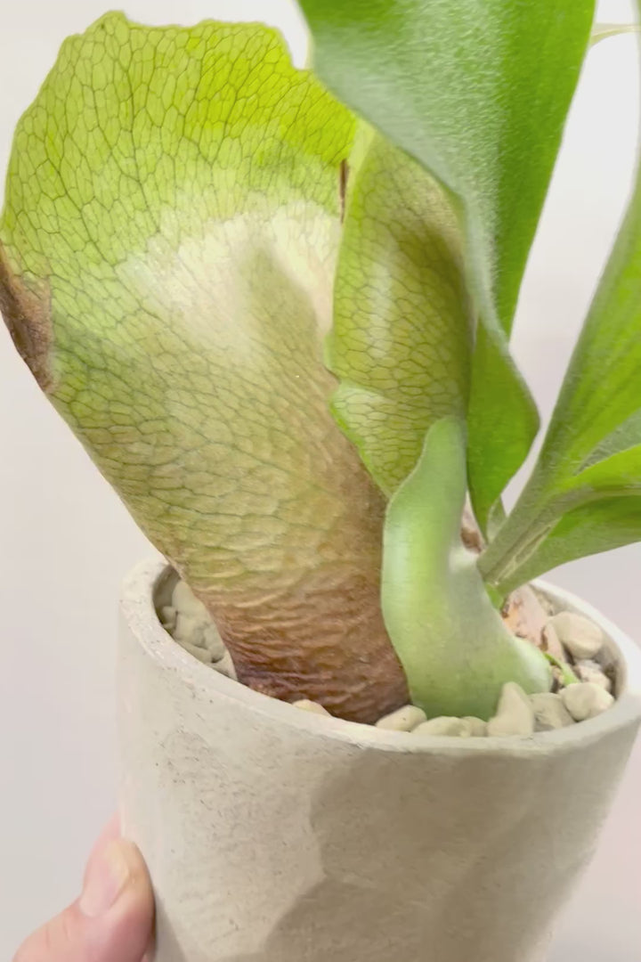 【コウモリラン アルシコルネ】これももはや芸術ですよ。こんなきれいなモウモリランを作ってくださる生産者さんに感謝です！