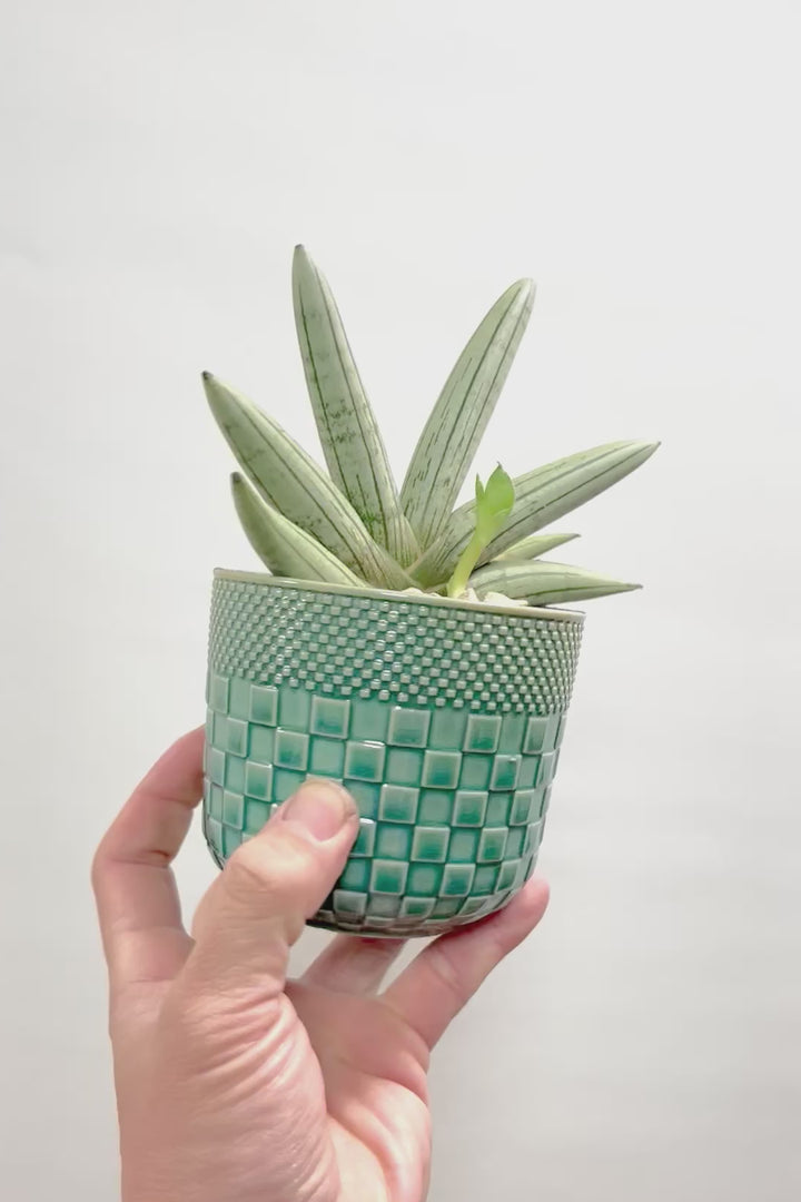 【サンスベリア ホワイトボンセレンシス】子株がめっちゃ出てます！静岡県の生産者さんのこだわり品種！ボンセレンシスの中でもホワイトは希少ですよ！