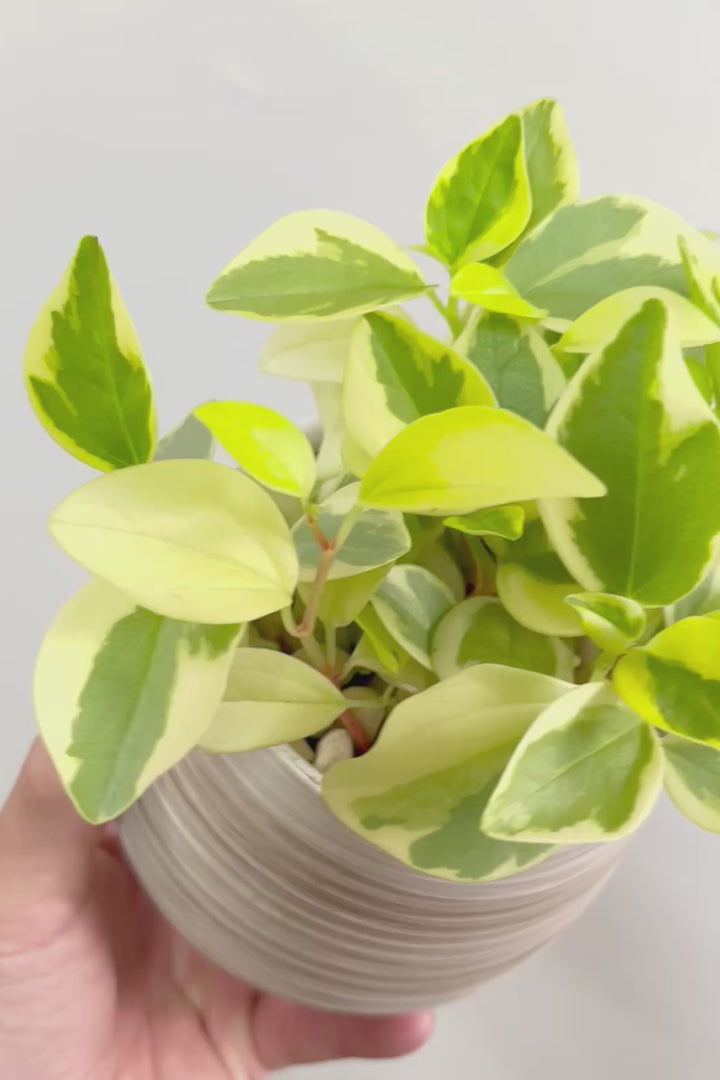 【ペペロミア グラベラ】今回はより発色の良い個体ばかりを選んで育てられた特別なグラベラです！