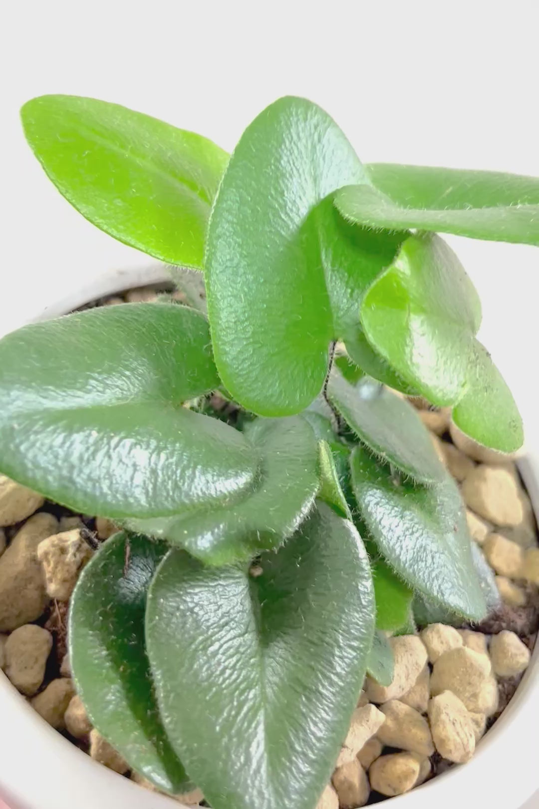 【ヘミオニティス アリフォリア】ハートのふわふわした雰囲気がとってもかわいい観葉植物。しかも日陰に強い！
