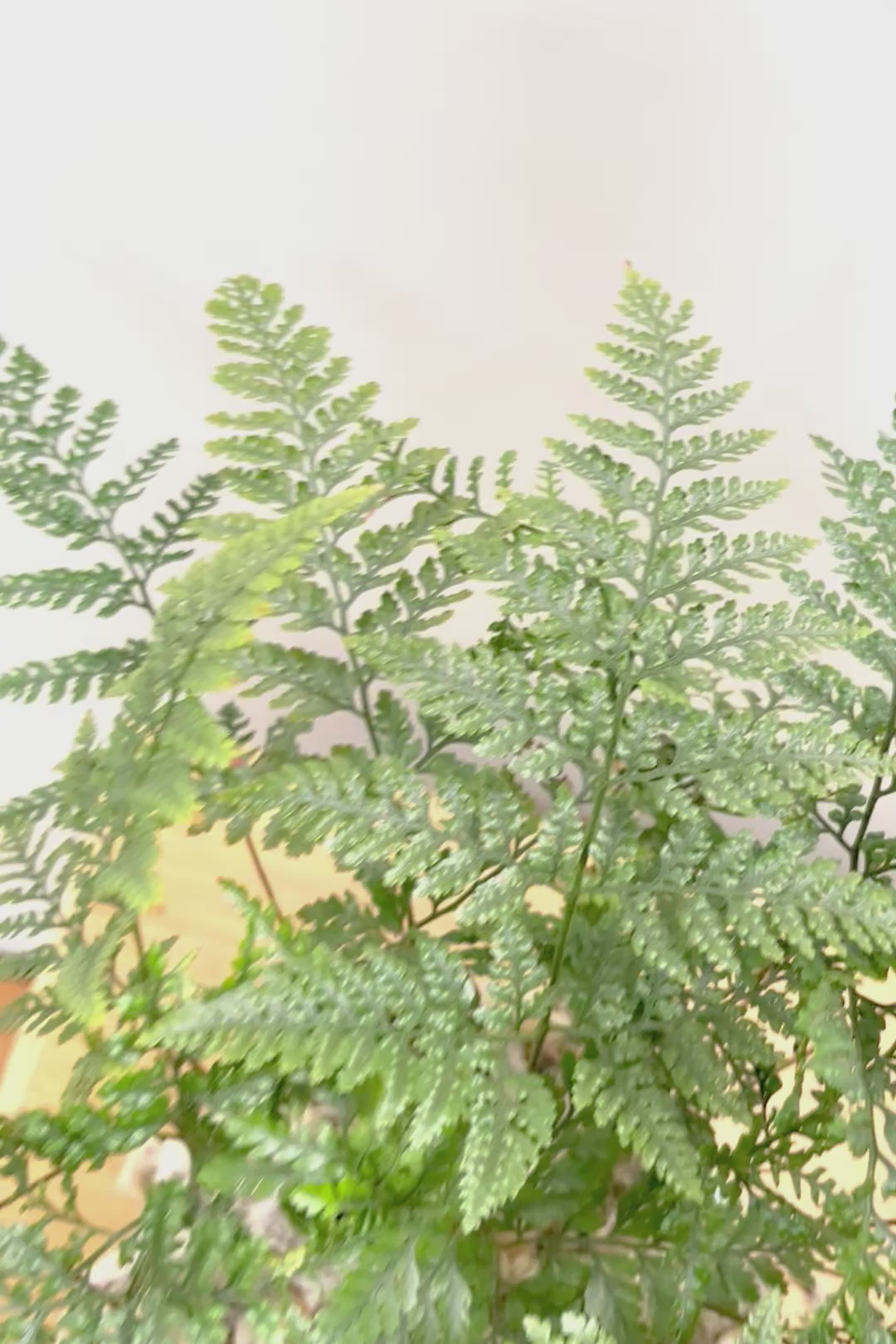 【シノブ】このサイズは今回がラスト！日陰に強い!そして触り心地がとても良い美しい葉です！白い根もたくさん出ていますよ！