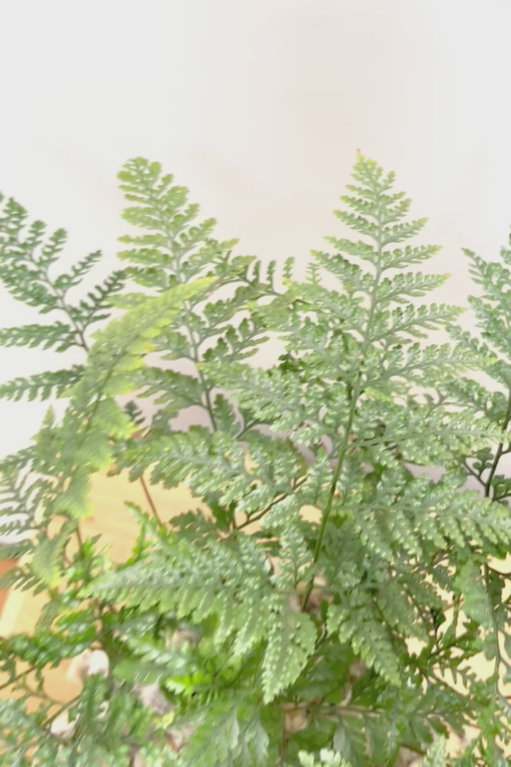 【シノブ】このサイズは今回がラスト！日陰に強い!そして触り心地がとても良い美しい葉です！白い根もたくさん出ていますよ！