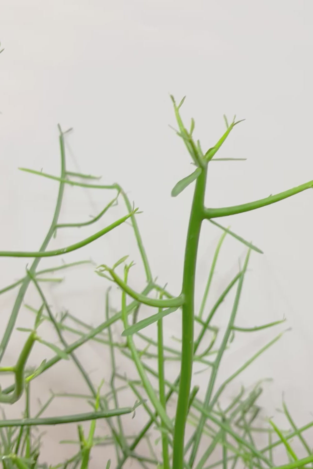 【ミルクブッシュ】最初で最後！このサイズは今回だけの入荷！お見逃しなく！樹液がミルクのように白いことからこの名前になりました！