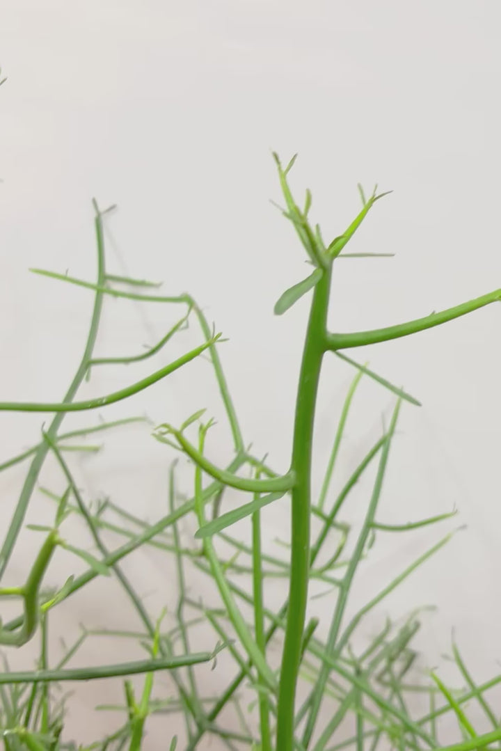 【ミルクブッシュ】最初で最後！このサイズは今回だけの入荷！お見逃しなく！樹液がミルクのように白いことからこの名前になりました！