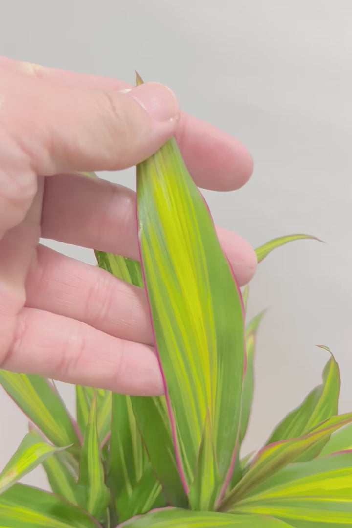 【コルジリネ ターミナリス】今が一番美しい葉色！長い時間をかけて作られた素晴らしい逸品です！