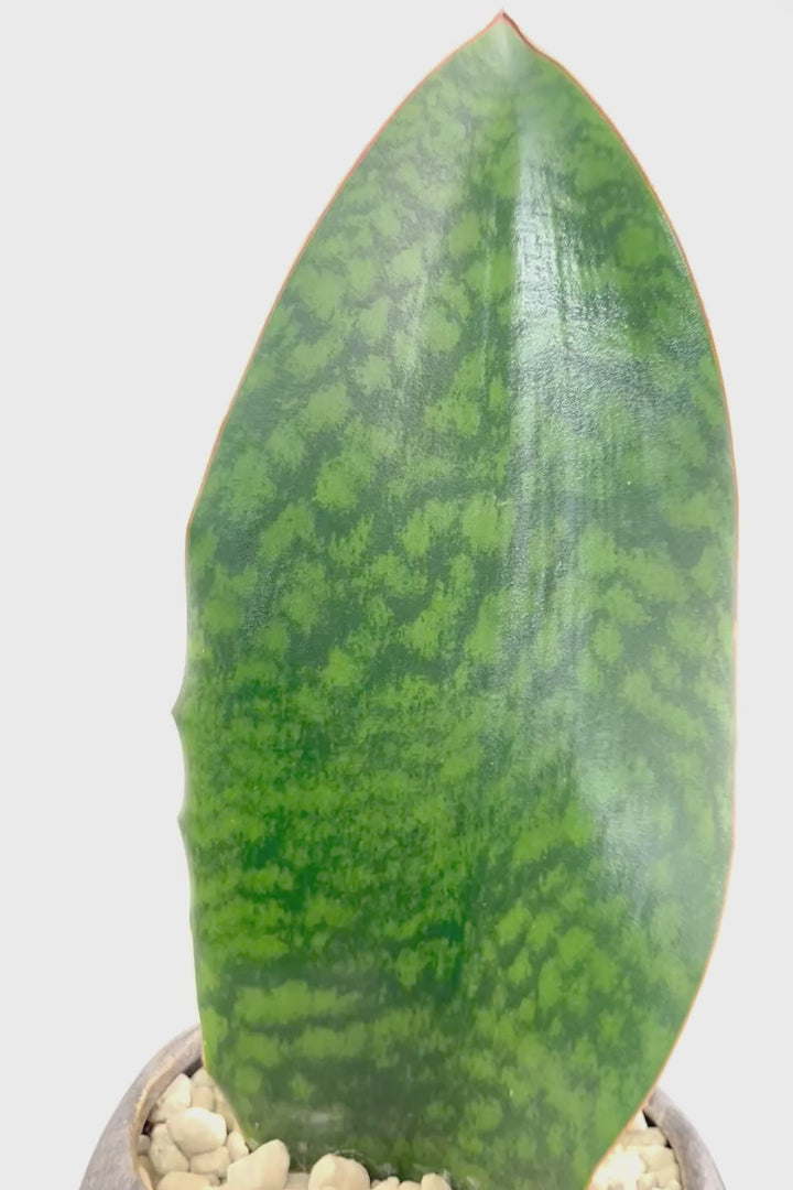 【サンスベリア マッソニアーナ】シックでかわいい脚付きのPOT！葉っぱ一枚入魂の独特のフォルム！これはインテリアにピッタリ！