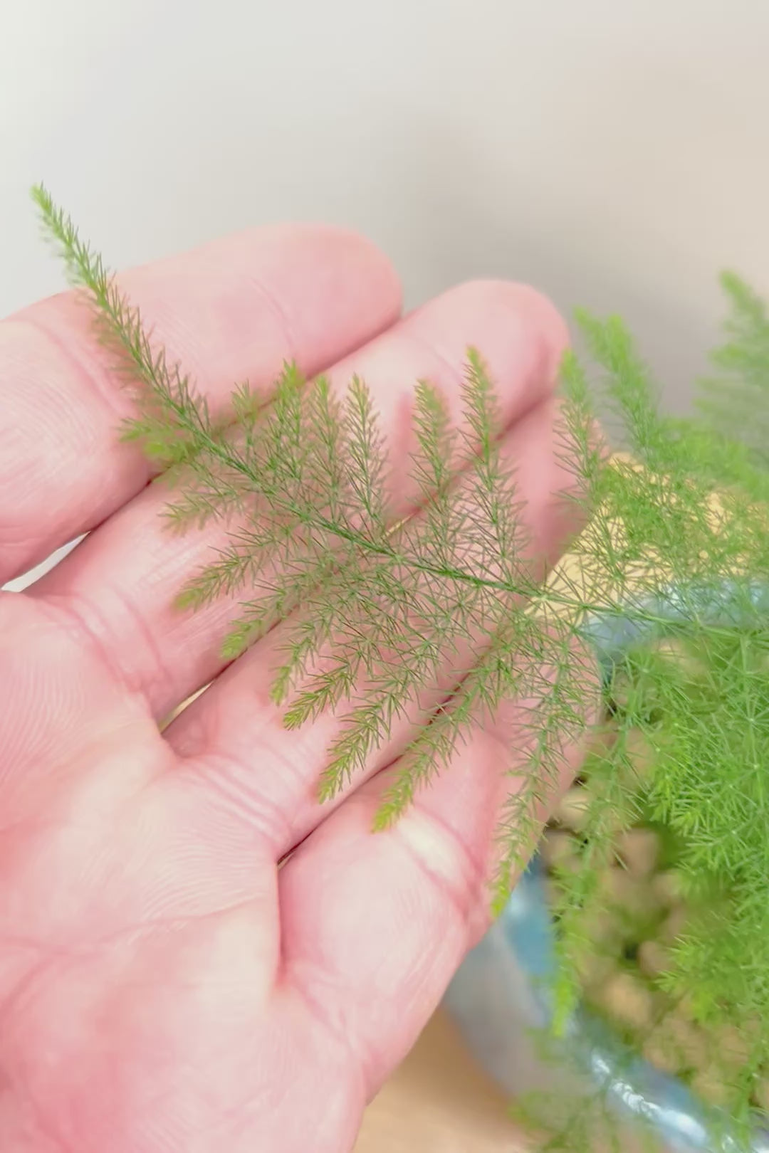 【アスパラガス ナナス】寒さにとても強い！ふんわりとしたフォルムも素敵♪今回はかわいいミニサイズでの入荷です！