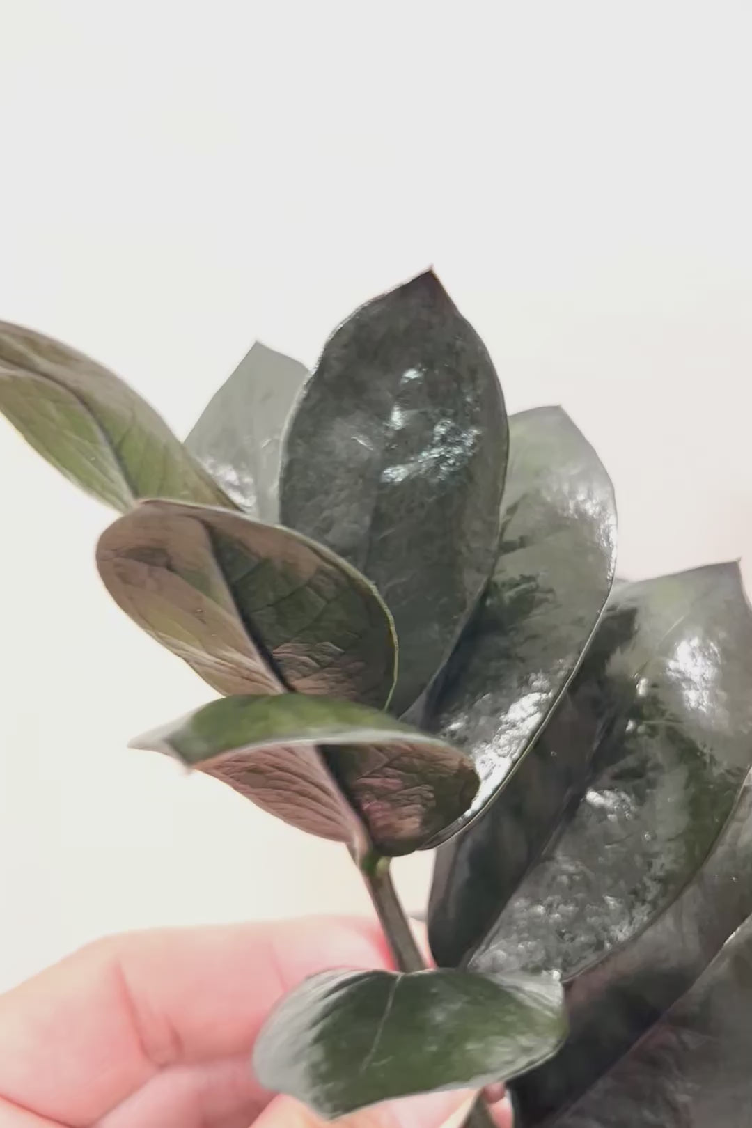 【ザミオクルカス レイヴン】漆黒の美しい葉が人気の品種！まるで作り物のような美しい葉。