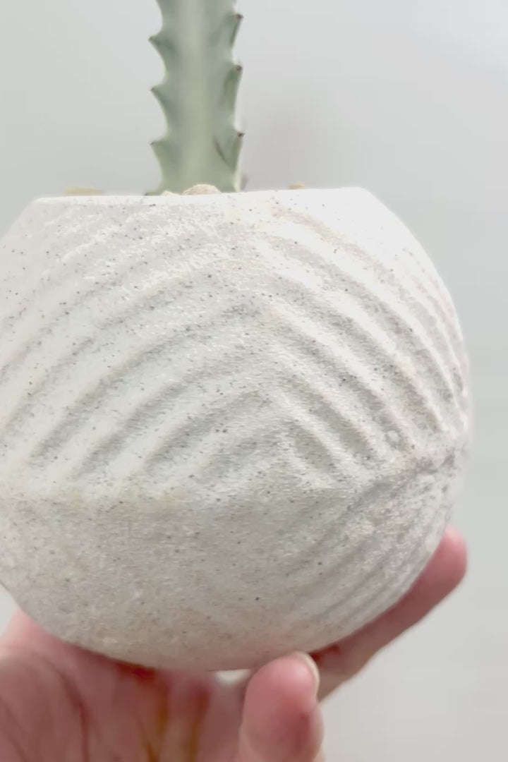【ユーフォルビア ラクティア ホワイトゴースト】全高29cmのかわいいサイズ感！丸くてナチュラルなPOTとのバランスがとてもイイ！ミニサイズなのに枝が出ているしバランスもとてもイイ感じですのでおすすめ！
