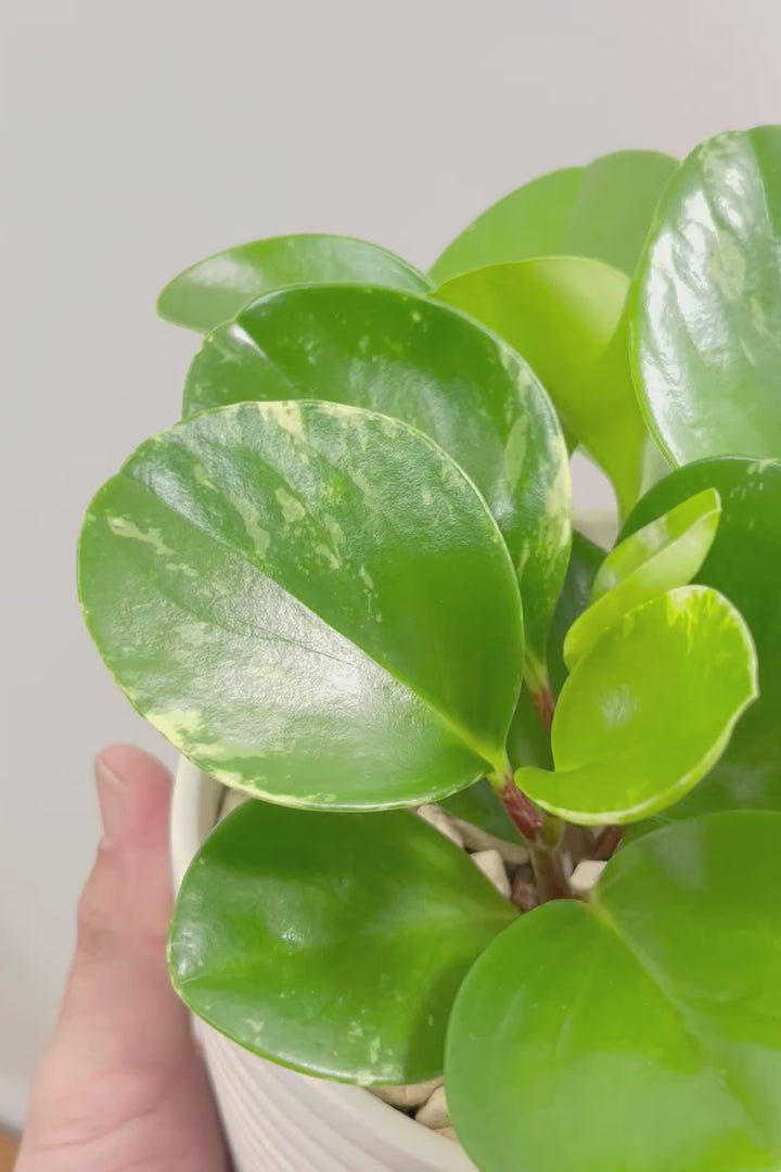 【ペペロミア  オブシフォリア】たまご型のかわいいフォルム。肉厚の大き目の葉がかわいい品種です