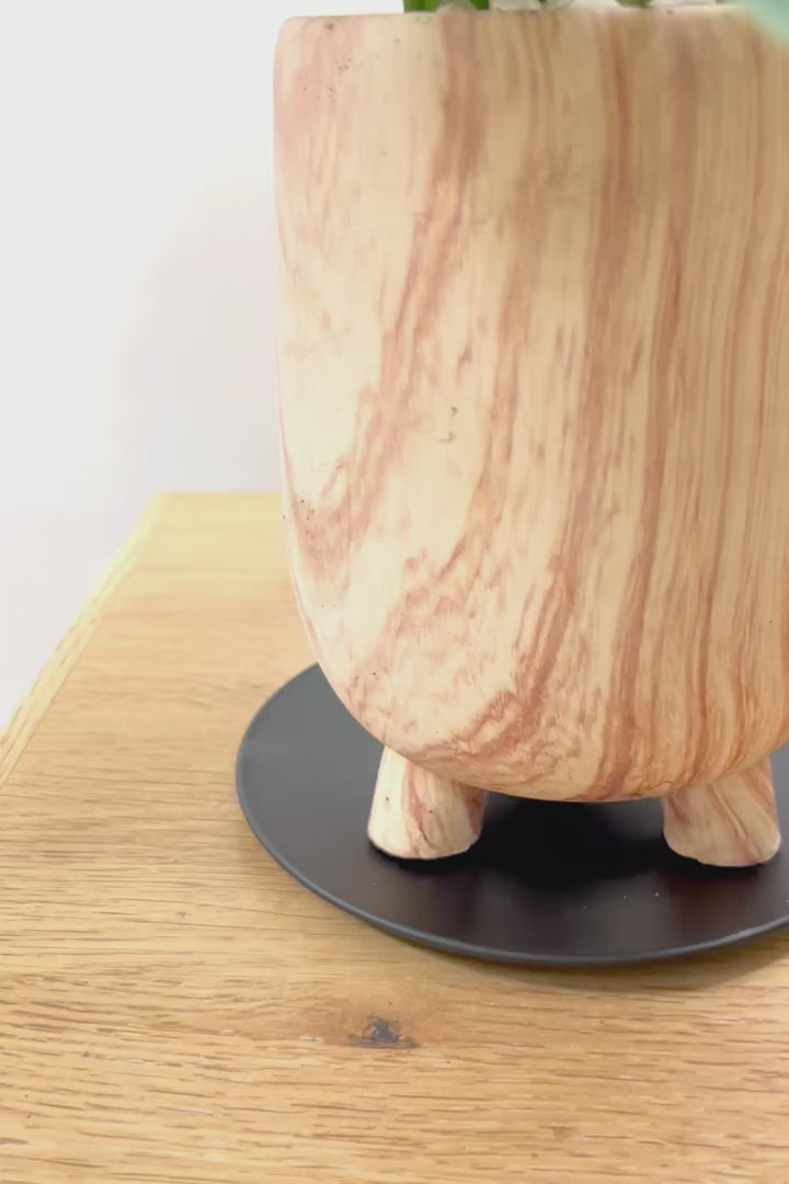 【マドカズラ】全高43cm！モンステラの仲間なんです！木目調のデザインがステキなPOT！脚付きなところもかわいいポイントですよね♪