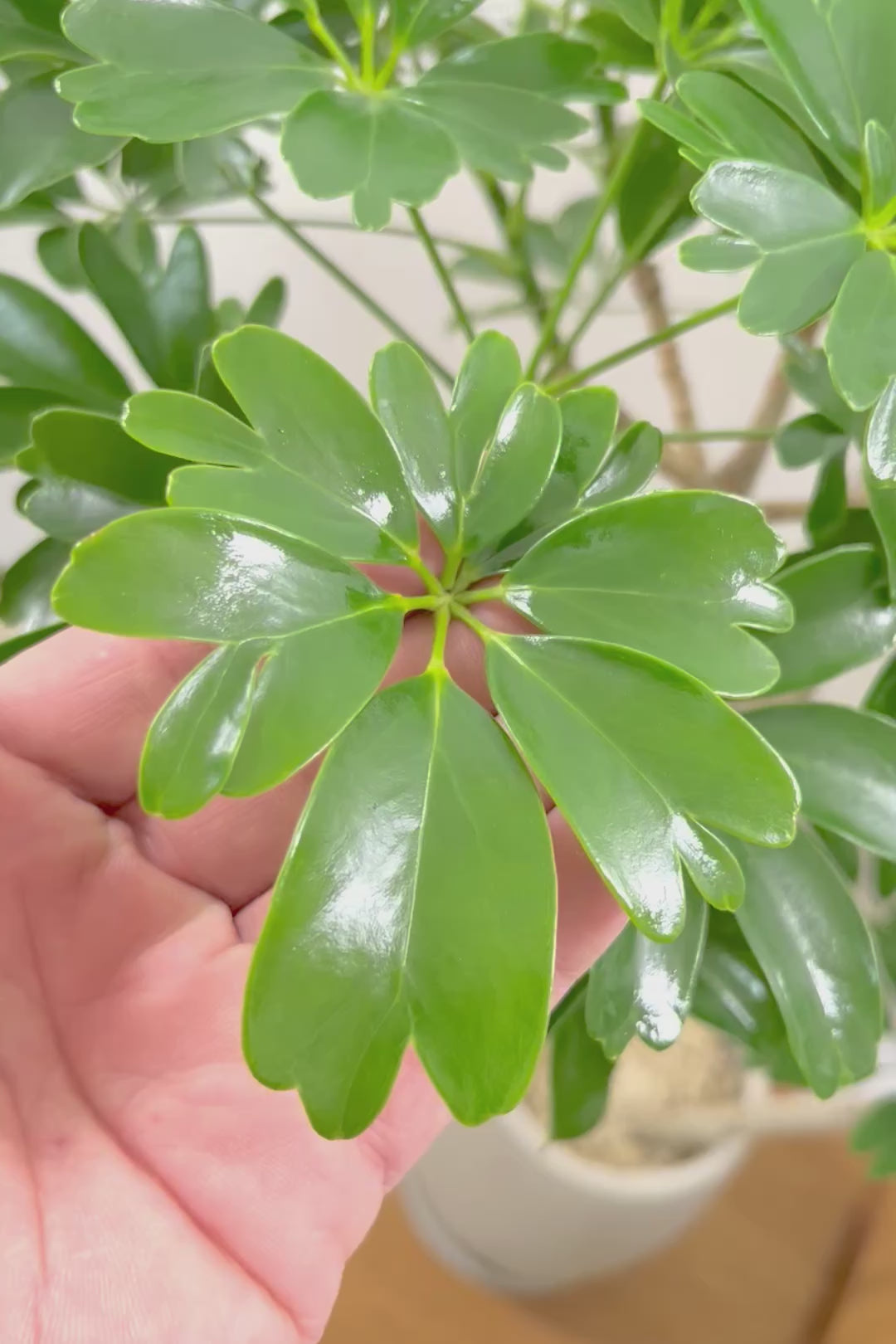 【シェフレラ レナータ】温暖な鹿児島県指宿市で育てられたとても美しいカーブの樹形です！これは良い樹形だと思います！