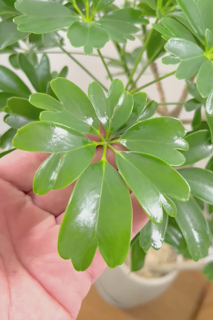 【シェフレラ レナータ】温暖な鹿児島県指宿市で育てられたとても美しいカーブの樹形です！これは良い樹形だと思います！