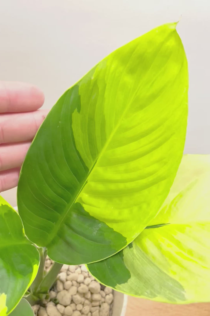 【スパティフィラム  センセーション オーレア バリエガタ】生産者さんのハウスでイイ個体を選んできました！良い色出てます！このサイズ感でここまで斑が美しいものは希少ですよ！