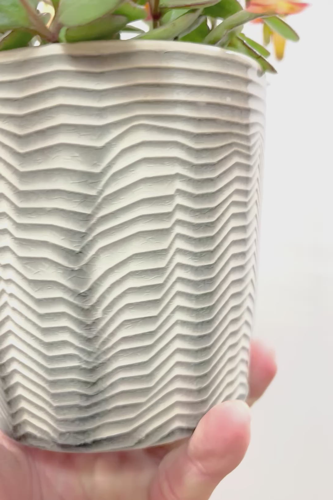 【カランコエ テッサ】APEGO初入荷！ランプ風のお花がかわいい♪オレンジとグリーンのコントラストもかわいすぎます！