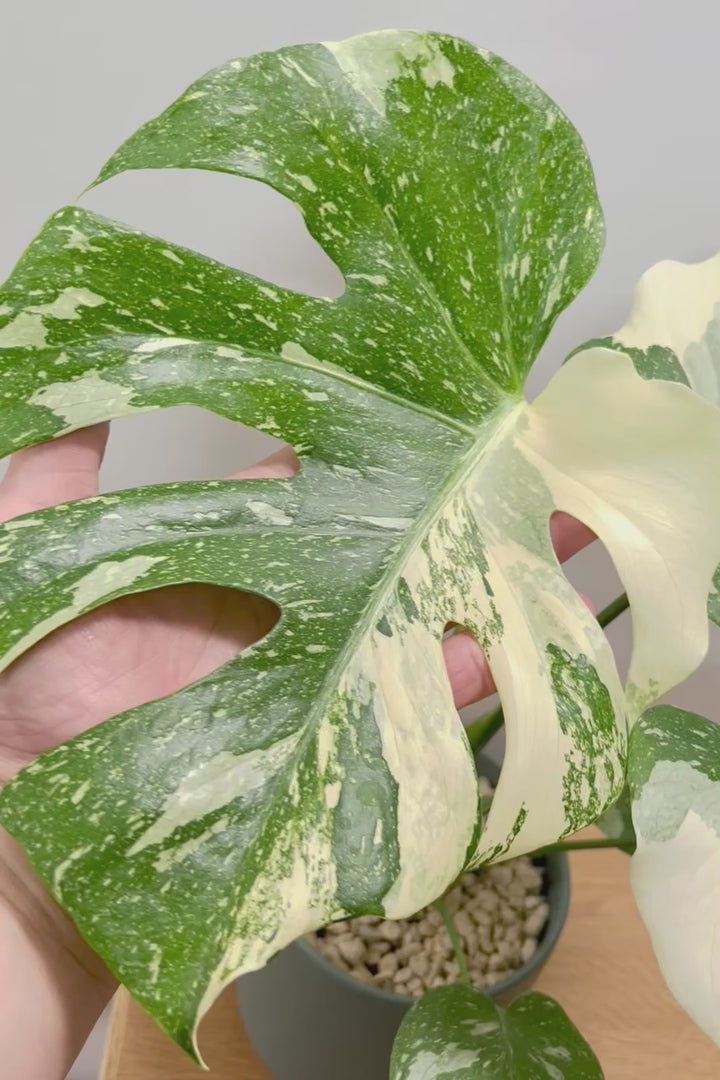 【モンステラ タイコンステレーション】渾身の一鉢！美斑が美しい素晴らしい個体です！おすすめ！