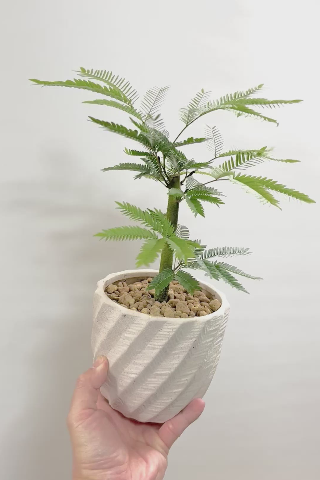 【エバーフレッシュ】わかる人にはわかると思いますが、この幹太さもスタイルもカッコいいと思うんです！