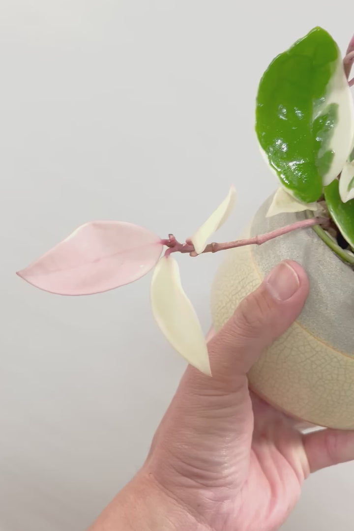 【ホヤ リップカラー】仕入れの時に見つけてきました！ホワイト強めの個体。これは今まで史上いちばんきれいだと思います！