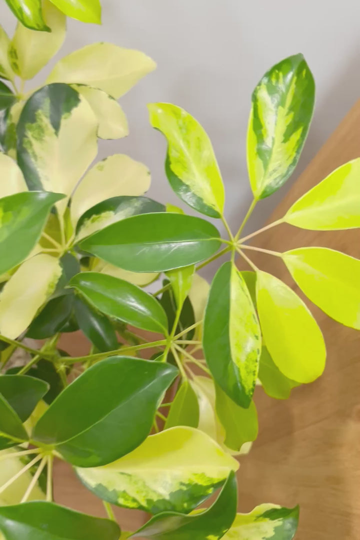 【シェフレラ ゴールドリーフ】シェフレラの中でも大き目の葉っぱ。あまり流通しない希少種ですのでおススメですよ！