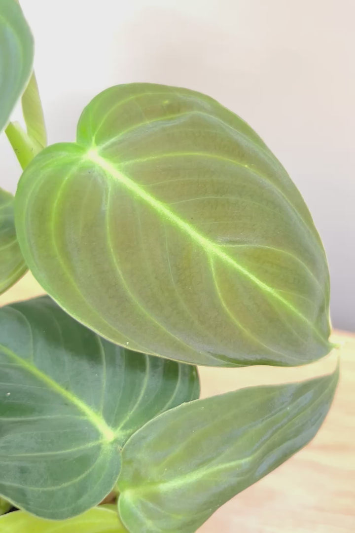 【フィロデンドロン ビロード】ベルベットの質感が美しい葉が特徴の観葉植物です！