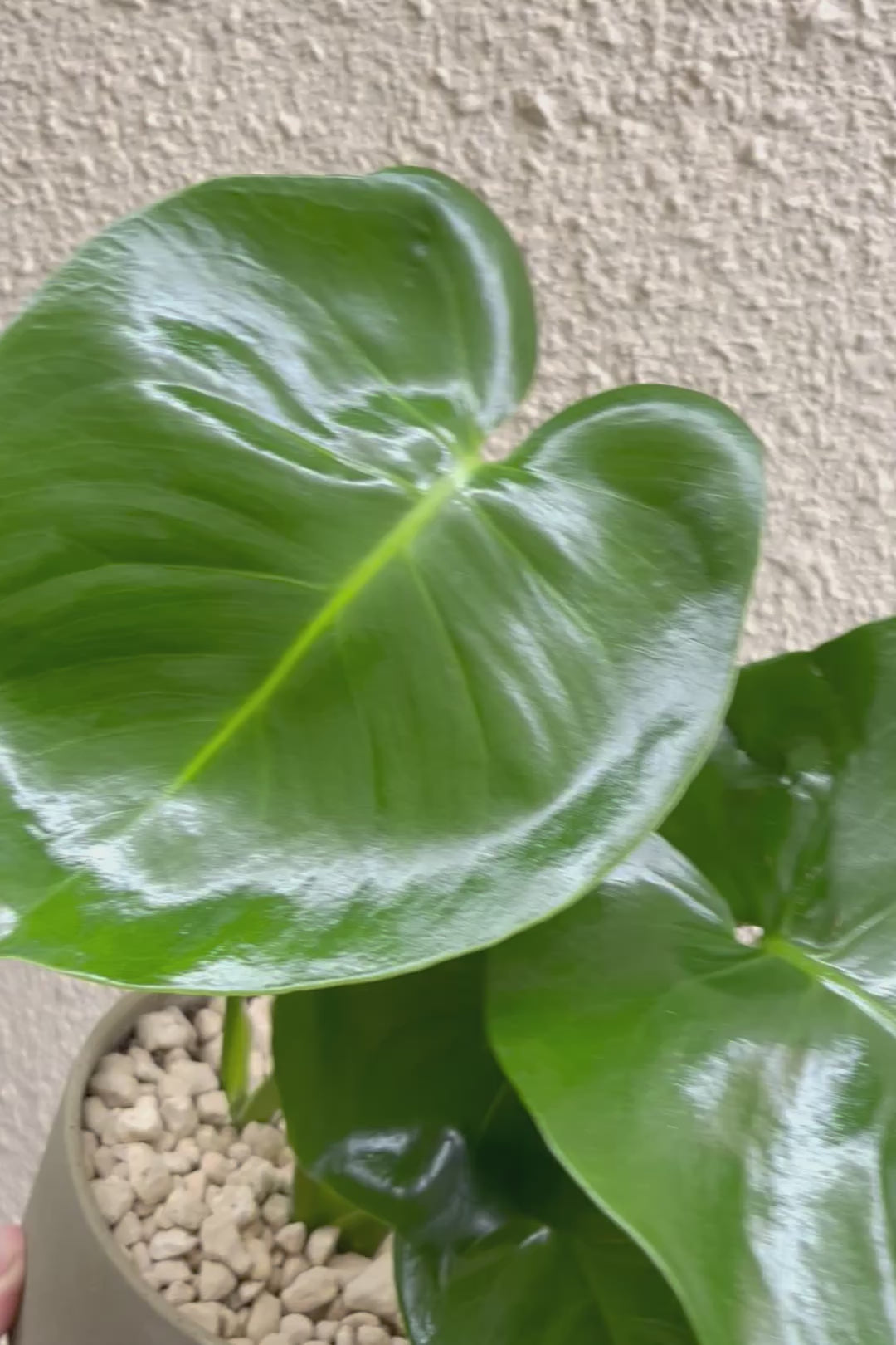 【モンステラ】かわいすぎますよ。だってこんなまん丸の葉っぱなんて…。POTと相性もいい感じ！