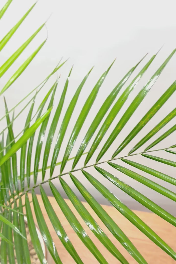 【ヒメヤシ】全さ70cmのちょうどいいサイズ！好評につき再入荷しました！この植物は漢字で書くと姫椰子。葉が細くて女性らしいしなやかなヤシ。葉には光沢があり上品な印象です！