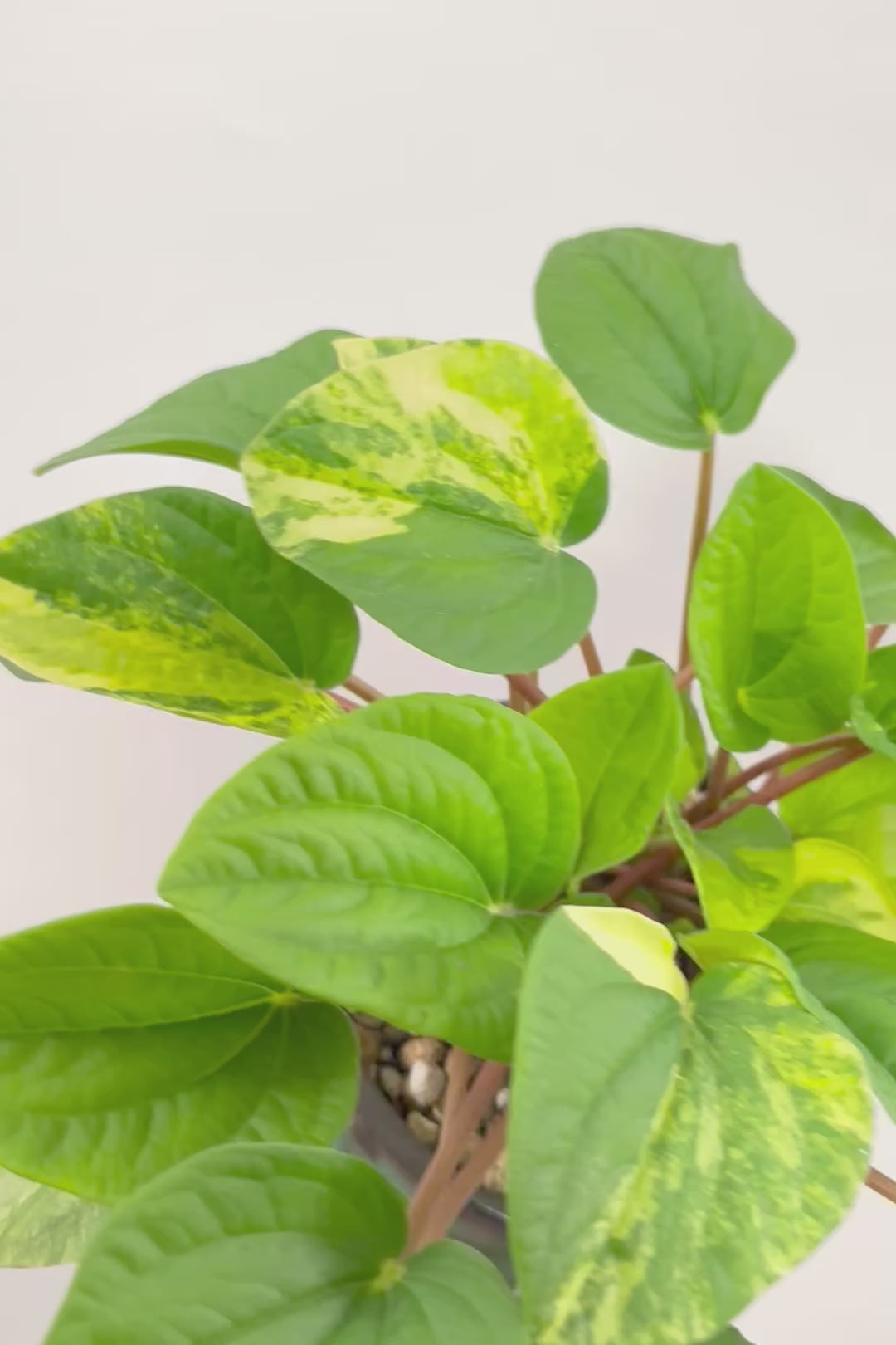 【ペペロミア ラナ バリエガタ】かわいい葉色が人気のラナ！その中でも希少な斑入りタイプです。おすすめです！