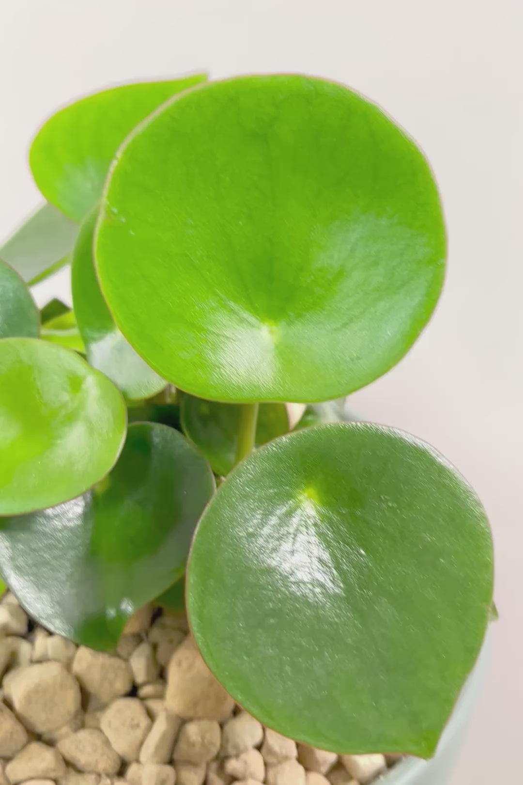 【ペペロミア  ジェイド】スペードのかわいい葉っぱ。光沢のある葉がたまらないほどにかわいい品種なんです！