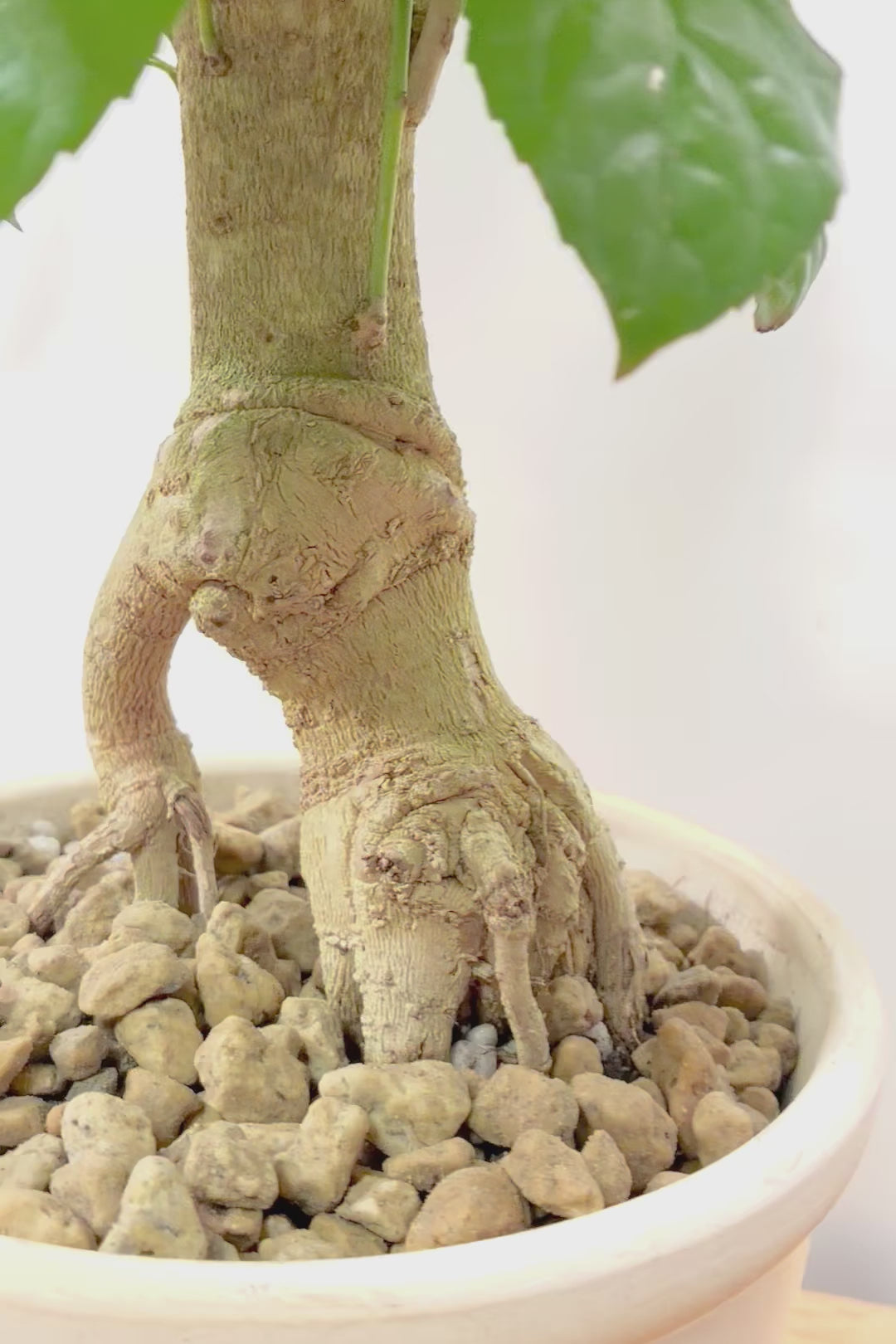 【ヘテロパナックス】全高62cmの個性的な幹！爽やかなホワイトPOT！少しかわいさも残るシンプルな幹！とにかく個性があふれる幹なんです！