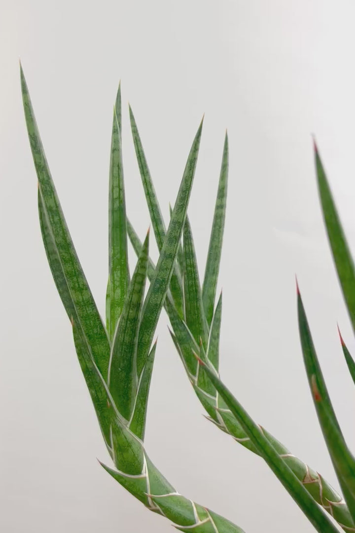 【サンスベリア フランシシー】愛知県の生産者さんが手間暇かけて作りました！この樹形は唯一無二だと思います！