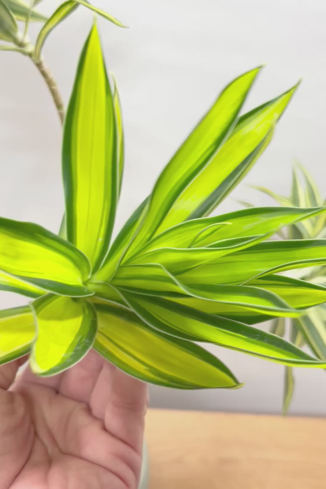 【ドラセナ サイアム】希少種！葉色のコントラストが素晴らしい品種です！めったに入荷しませんので是非ともご検討ください！