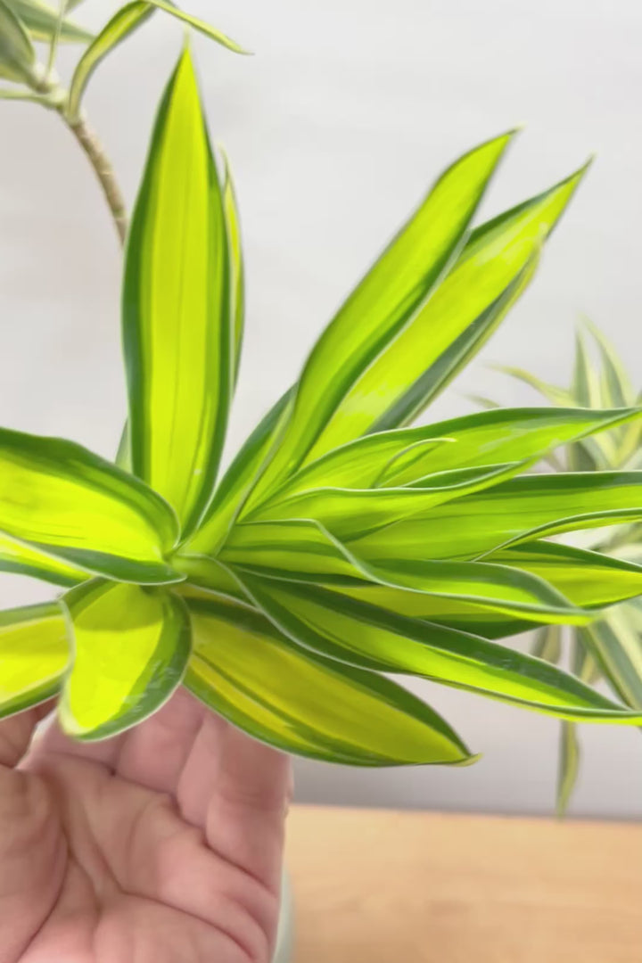 【ドラセナ サイアム】希少種！葉色のコントラストが素晴らしい品種です！めったに入荷しませんので是非ともご検討ください！