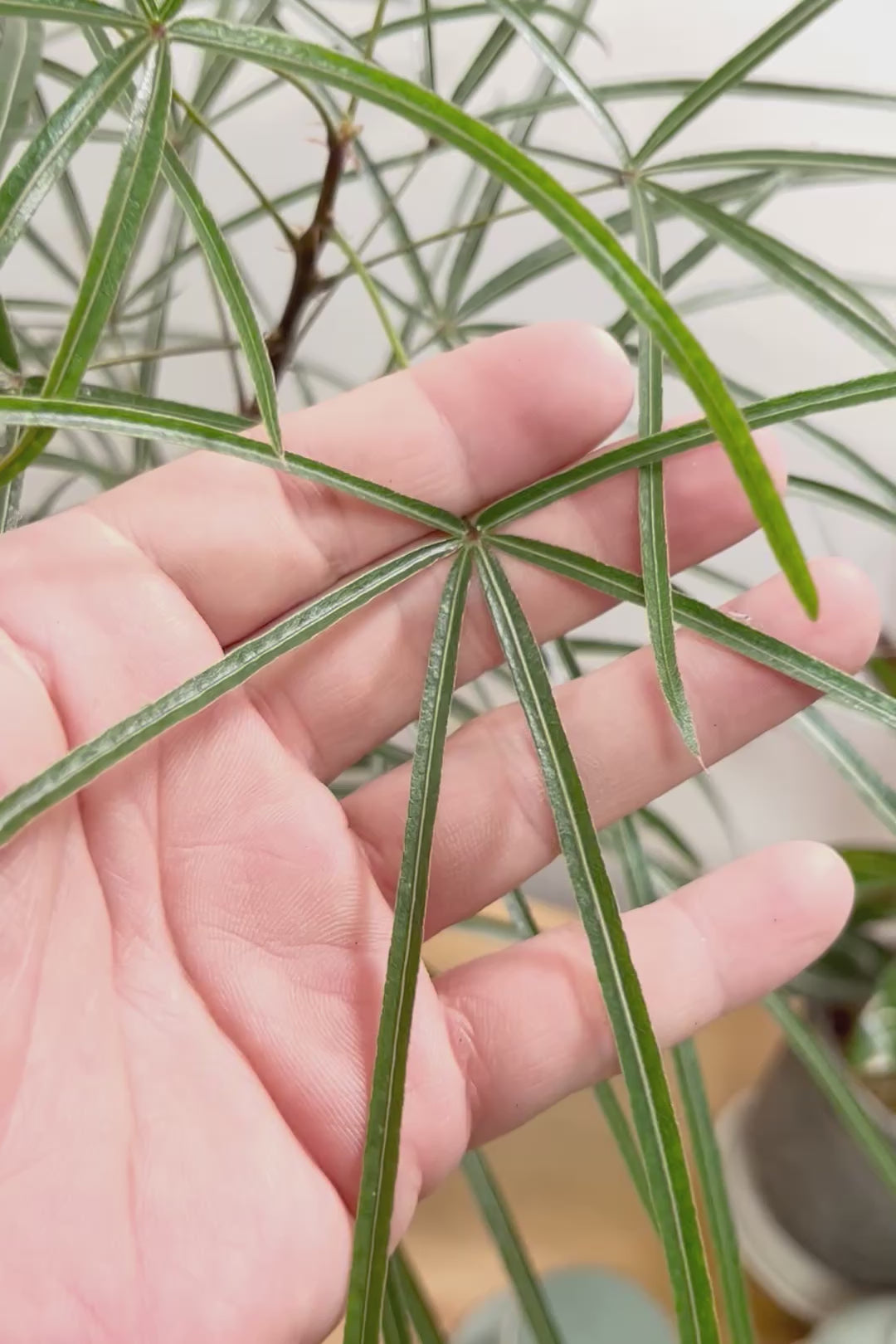 【ブラキキトン】超個性的な幹！この植物は寒さに強く丈夫で育てやすいのでおススメ！
