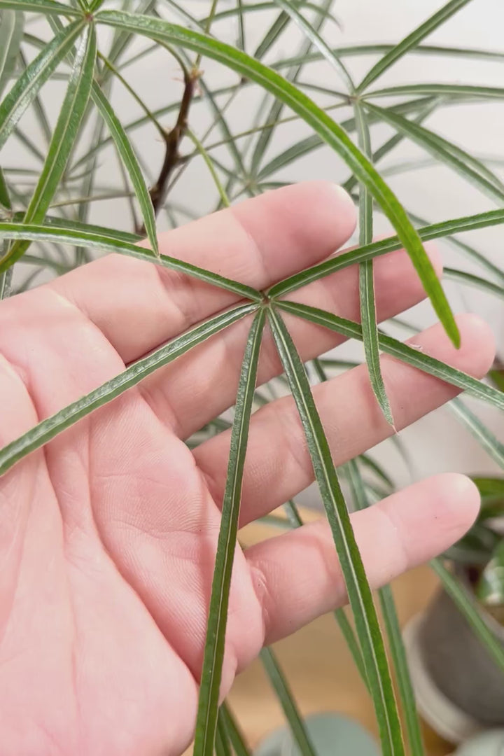 【ブラキキトン】超個性的な幹！この植物は寒さに強く丈夫で育てやすいのでおススメ！