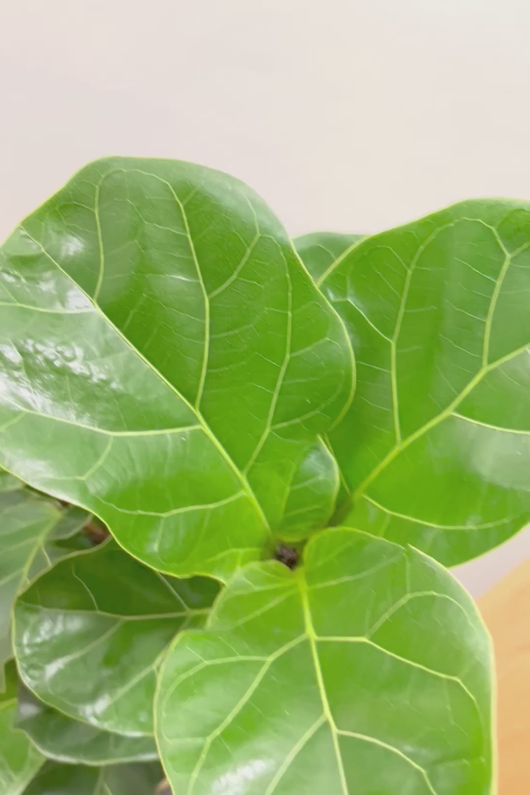 【カシワバゴム】植物もPOTも大人色♪ボリュームもイイ感じでスタイリッシュ!美しい葉が人気の観葉植物です！