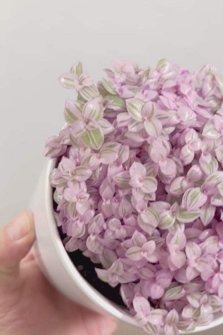 【カリシア ロザート】APEGO初入荷！目が覚めるような色！ここまできれいに発色しているものは珍しいのではないでしょうか！