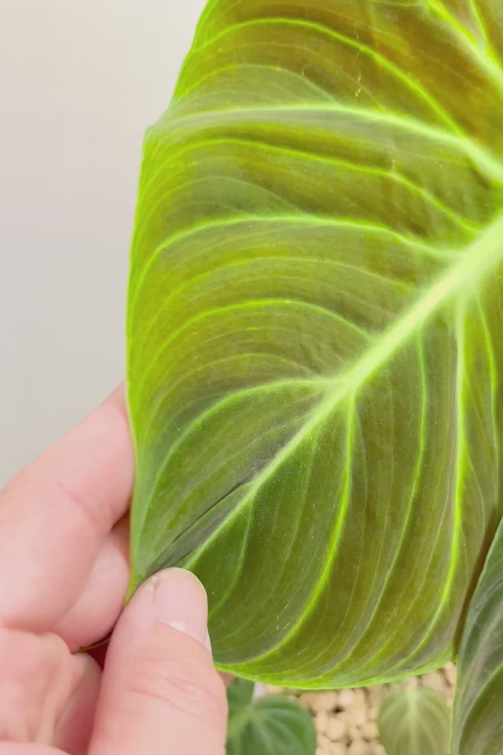 【フィロデンドロン エルチョコレッド】APEGO初入荷！ダークグリーンの美しい葉がとても素敵。表面の質感がベルベット調の美しい品種です。