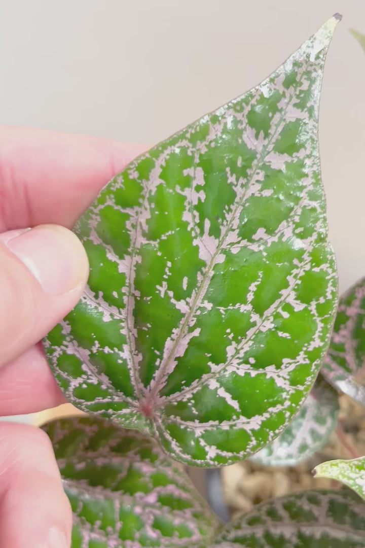 【ピペル SP】かなりの美葉！まだ品種名が決まっていないピンクが美しいレア品種です！