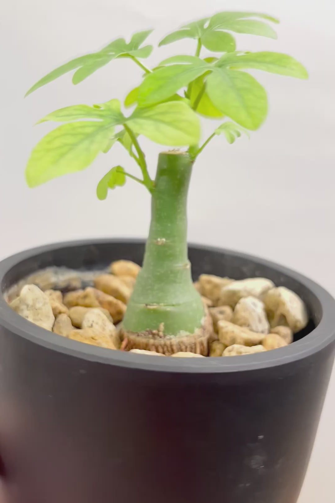 【アデニア】ラスト１鉢！背丈は低いのですが、枝分かれしている将来有望な株！これは良いと思いますよ！