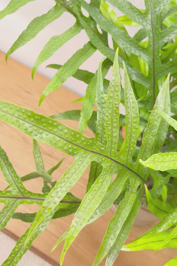 【ミクロソリウム ディベルシフォリウム】日陰でも育てることができるとても丈夫な観葉植物です！