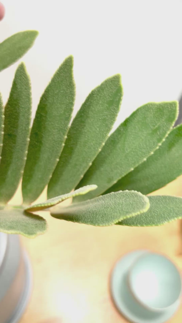 【ザミア フルフラケア】かわいいミニサイズ！ギュッとした個性的なフォルムが特徴の希少な観葉植物！