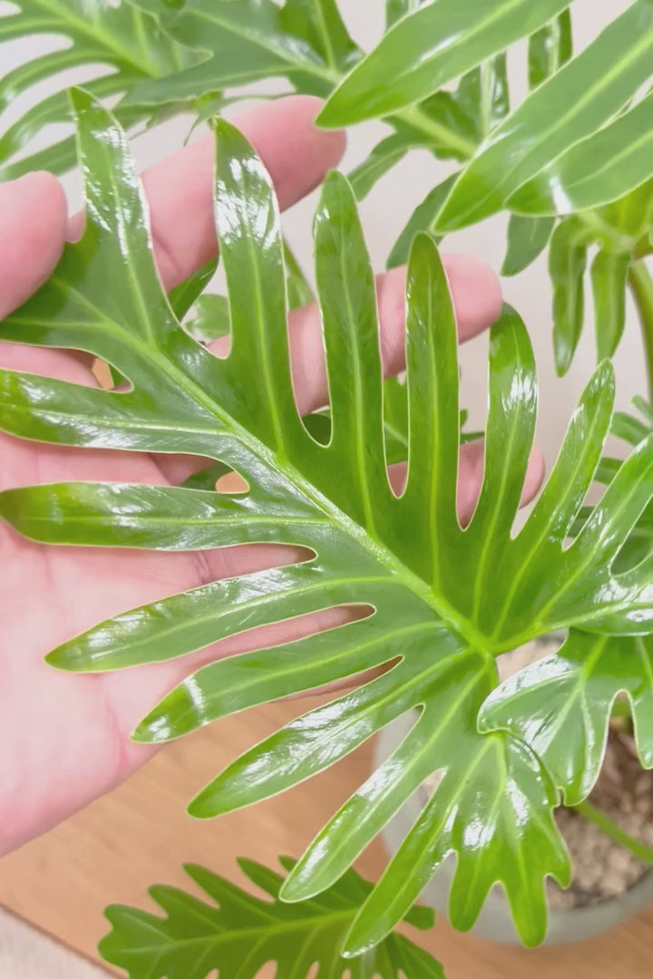 【ジャイアント ザナドゥ】沖縄でゴリゴリの樹形に育てられました！ここまでの樹形は希少ですよ！