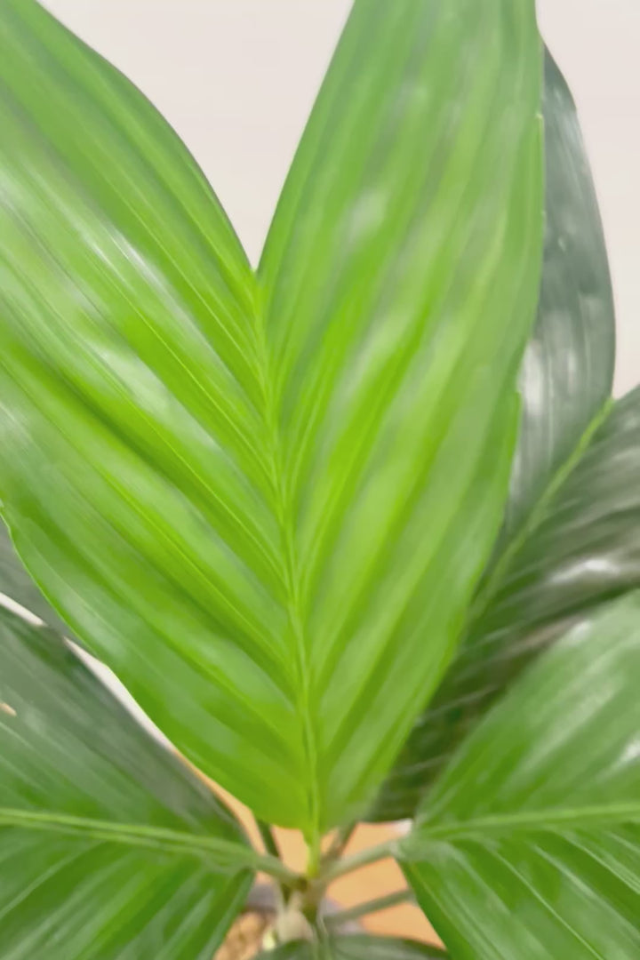 【テネラヤシ】シルバーグリーンの葉が素晴らしく美しい！寒さにも強くて育てやすいヤシです！