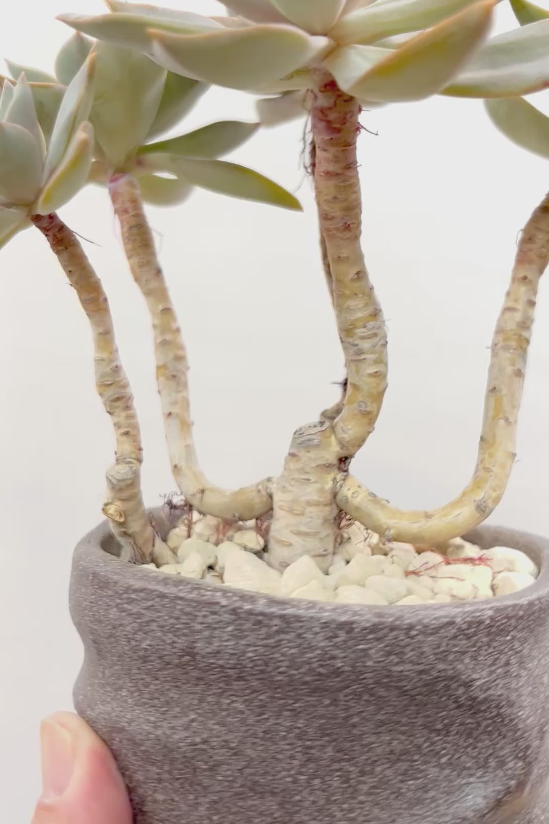 【グラプトペタルム パープルキング】美しく色付いたかわいい多肉質な葉っぱ。ここまで幹立ちした個体は希少ですよ！